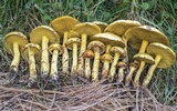 Suillus americanus image