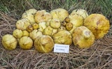 Suillus americanus image