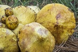 Suillus americanus image