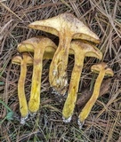 Suillus americanus image