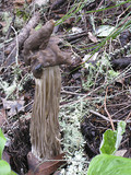 Helvella maculata image