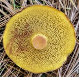 Suillus americanus image