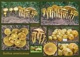 Suillus americanus image