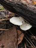 Tyromyces chioneus image