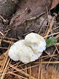 Tyromyces chioneus image