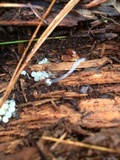 Mycena rosella image