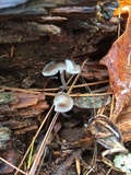 Mycena rosella image