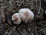 Lepiota brunneoincarnata image