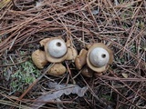 Geastrum triplex image