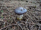 Gomphidius glutinosus image