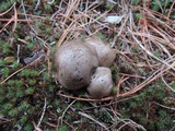 Lyophyllum shimeji image