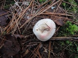 Russula silvestris image