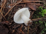 Russula silvestris image