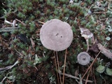 Cantharellula umbonata image