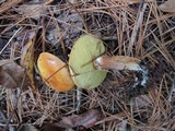 Suillus grevillei image