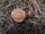 Suillus grevillei image