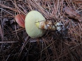 Suillus grevillei image