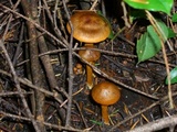 Cortinarius purpureus image