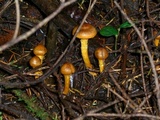 Cortinarius purpureus image