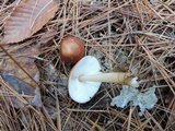 Rhodocollybia butyracea image