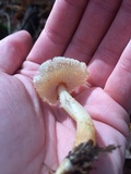 Rhodocollybia butyracea image