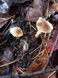 Rhodocollybia butyracea image