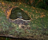 Fomitopsis mounceae image
