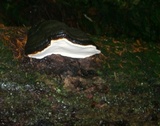 Fomitopsis mounceae image