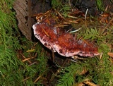 Fomitopsis cajanderi image
