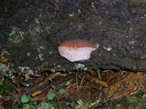 Fomitopsis cajanderi image