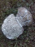 Calvatia cyathiformis image