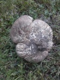 Calvatia cyathiformis image