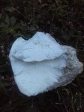 Calvatia cyathiformis image