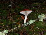 Gomphidius subroseus image