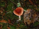 Gomphidius subroseus image