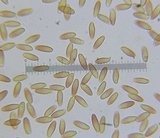 Xerocomus illudens image
