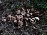 Pholiota angustipes image