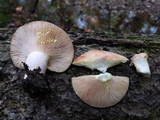 Lactarius vinaceorufescens image