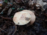 Lactarius vinaceorufescens image