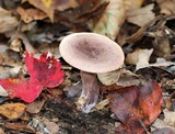 Lactarius helvus image