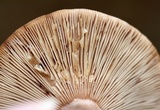 Lactarius helvus image