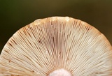 Lactarius helvus image