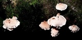 Panellus pusillus image