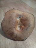 Lactarius chelidonium image