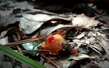 Calostoma cinnabarinum image