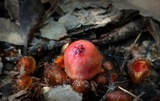 Calostoma cinnabarinum image