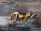 Gymnopilus penetrans image