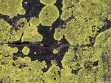 Acarospora hilaris image