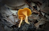 Cantharellus velutinus image
