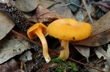 Cantharellus velutinus image